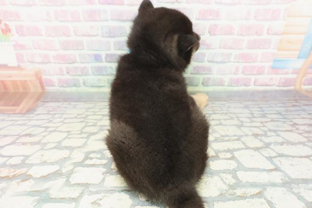 群馬県の柴犬(標準サイズ) (Coo&RIKU伊勢崎店/2025年12月8日生まれ/男の子/黒)の子犬の4枚目の画像