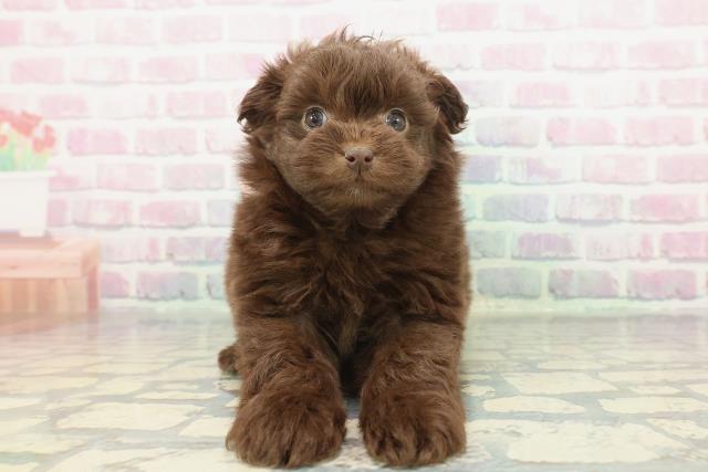 神奈川県のポメプー(ポメラニアン×プードル) (Coo&RIKU日吉店/2025年12月5日生まれ/女の子/チョコレート)の子犬の1枚目の画像