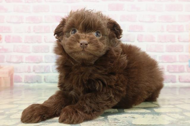 神奈川県のポメプー(ポメラニアン×プードル) (Coo&RIKU日吉店/2025年12月5日生まれ/女の子/チョコレート)の子犬の2枚目の画像