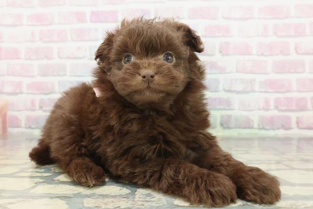 神奈川県のポメプー(ポメラニアン×プードル) (Coo&RIKU日吉店/2025年12月5日生まれ/女の子/チョコレート)の子犬の3枚目の画像