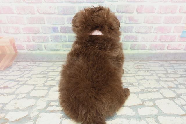 神奈川県のポメプー(ポメラニアン×プードル) (Coo&RIKU日吉店/2025年12月5日生まれ/女の子/チョコレート)の子犬の4枚目の画像