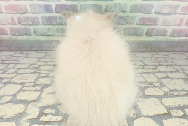 埼玉県のラグドール (Coo&RIKU熊谷ニットーモール店/2025年12月8日生まれ/男の子/ブルーポイントバイカラー)の子猫の4枚目の画像