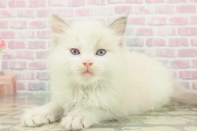 群馬県のラグドール (Coo&RIKU前橋店/2025年12月8日生まれ/男の子/ブルーポイントバイカラー)の子猫の2枚目の画像