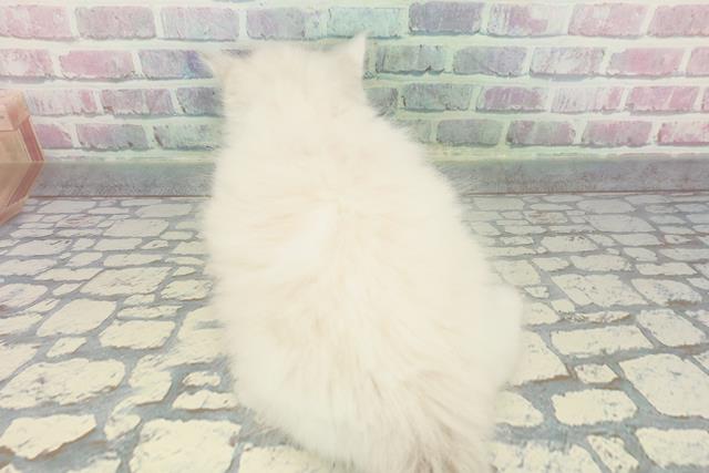 群馬県のラグドール (Coo&RIKU前橋店/2025年12月8日生まれ/男の子/ブルーポイントバイカラー)の子猫の4枚目の画像