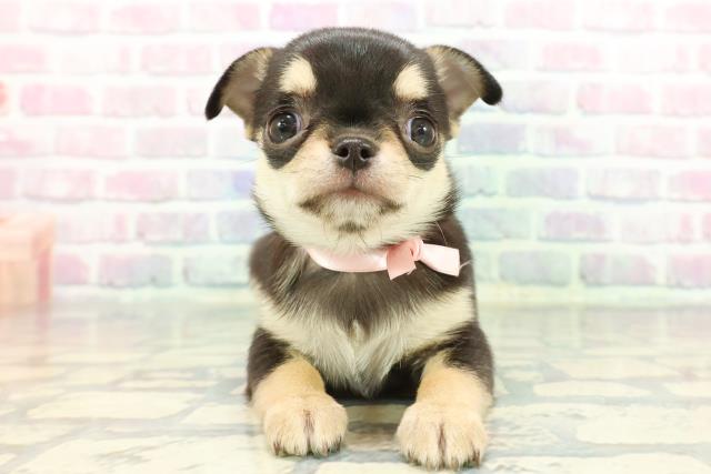 東京都のチワワ(スムース) (Coo&RIKU中野サンモール店/2025年12月8日生まれ/女の子/ブラックタン)の子犬の1枚目の画像