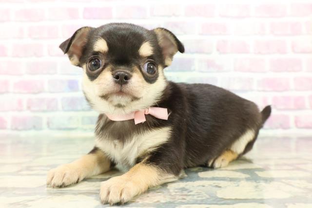 東京都のチワワ(スムース) (Coo&RIKU中野サンモール店/2025年12月8日生まれ/女の子/ブラックタン)の子犬の2枚目の画像