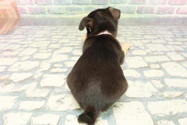 東京都のチワワ(スムース) (Coo&RIKU中野サンモール店/2025年12月8日生まれ/女の子/ブラックタン)の子犬の4枚目の画像