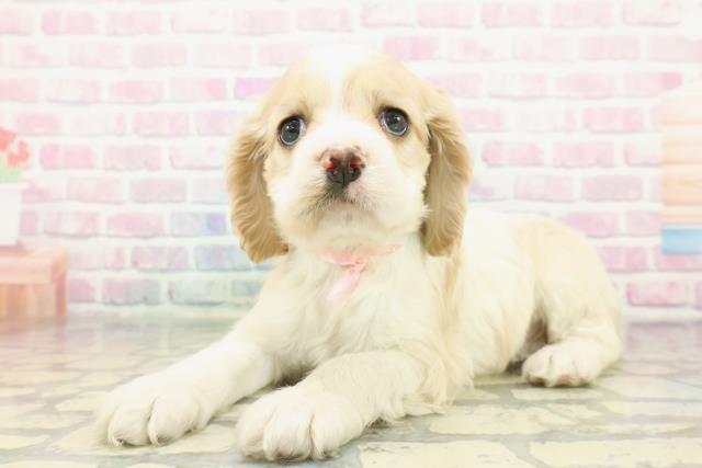 福島県のアメリカンコッカースパニエル (Coo&RIKU会津若松店/2025年12月7日生まれ/女の子/レッドホワイト)の子犬の2枚目の画像