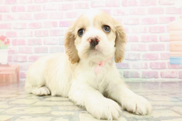 福島県のアメリカンコッカースパニエル (Coo&RIKU会津若松店/2025年12月7日生まれ/女の子/レッドホワイト)の子犬の3枚目の画像