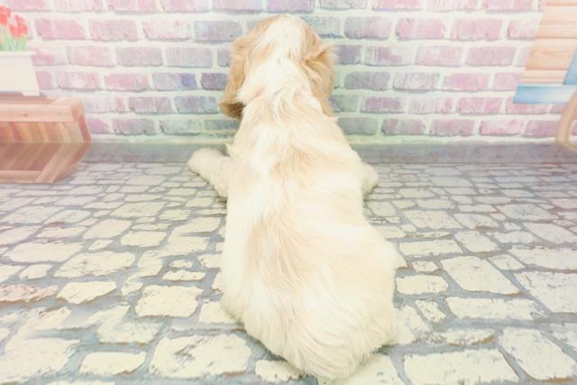 福島県のアメリカンコッカースパニエル (Coo&RIKU会津若松店/2025年12月7日生まれ/女の子/レッドホワイト)の子犬の4枚目の画像