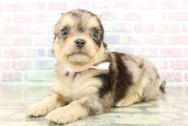 東京都のチワワ(ロング) (Coo&RIKU三軒茶屋店/2025年12月2日生まれ/女の子/ブルーマール)の子犬の2枚目の画像