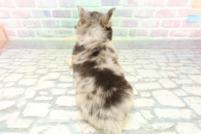 東京都のチワワ(ロング) (Coo&RIKU三軒茶屋店/2025年12月2日生まれ/女の子/ブルーマール)の子犬の4枚目の画像