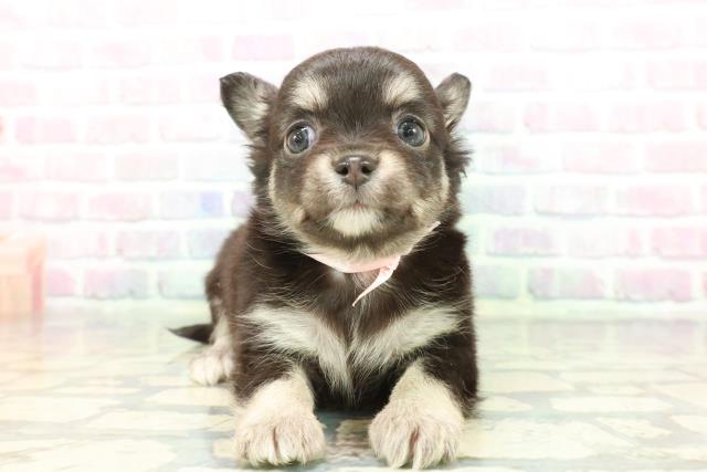 チワワ（ロングコート）