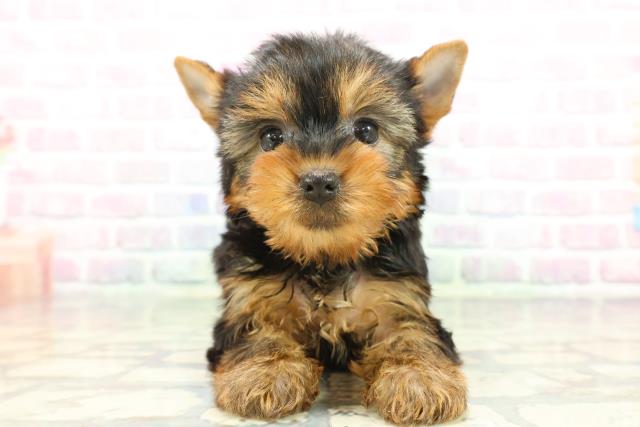 群馬県のヨークシャーテリア (Coo&RIKU伊勢崎店/2025年12月7日生まれ/女の子/スチールブルータン)の子犬の1枚目の画像