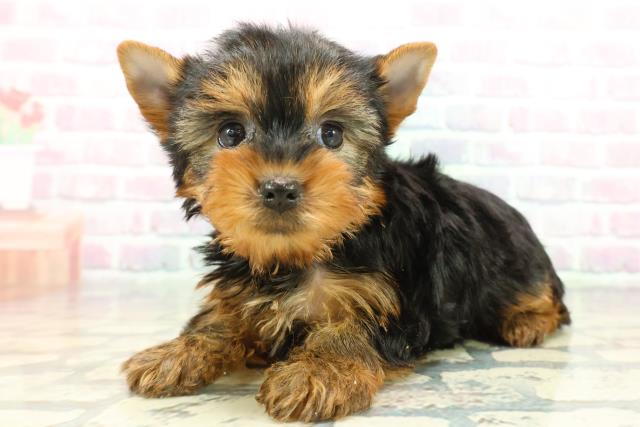 群馬県のヨークシャーテリア (Coo&RIKU伊勢崎店/2025年12月7日生まれ/女の子/スチールブルータン)の子犬の2枚目の画像