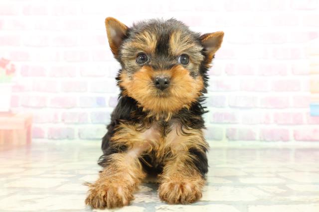 群馬県のヨークシャーテリア (Coo&RIKU前橋店/2025年12月7日生まれ/男の子/スチールブルータン)の子犬の1枚目の画像