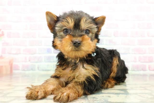 群馬県のヨークシャーテリア (Coo&RIKU前橋店/2025年12月7日生まれ/男の子/スチールブルータン)の子犬の2枚目の画像