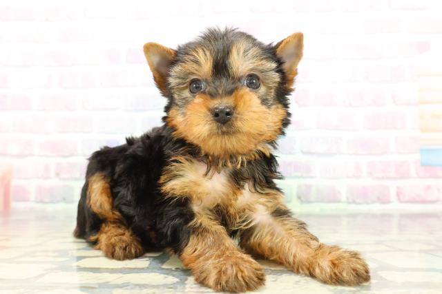 群馬県のヨークシャーテリア (Coo&RIKU前橋店/2025年12月7日生まれ/男の子/スチールブルータン)の子犬の3枚目の画像