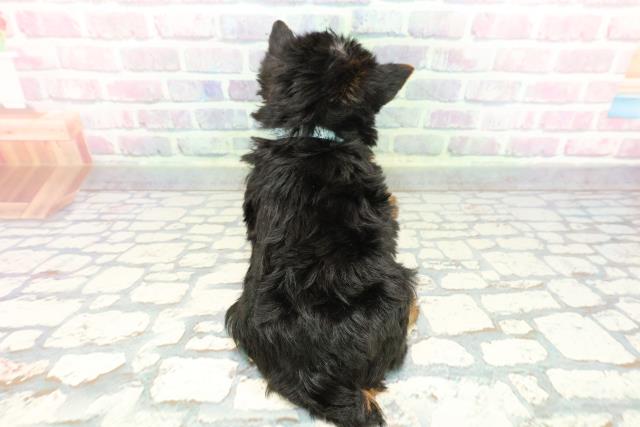 群馬県のヨークシャーテリア (Coo&RIKU前橋店/2025年12月7日生まれ/男の子/スチールブルータン)の子犬の4枚目の画像