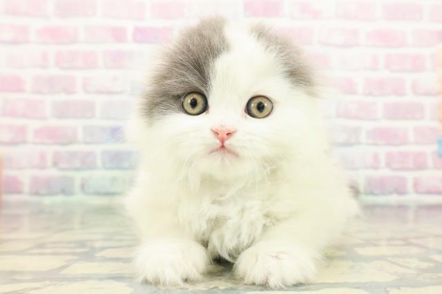 東京都のスコティッシュフォールド (Coo&RIKU下北沢店/2025年12月7日生まれ/男の子/ブルーホワイト)の子猫の1枚目の画像