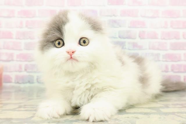 東京都のスコティッシュフォールド (Coo&RIKU下北沢店/2025年12月7日生まれ/男の子/ブルーホワイト)の子猫の2枚目の画像