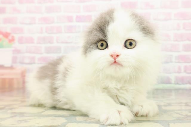 東京都のスコティッシュフォールド (Coo&RIKU下北沢店/2025年12月7日生まれ/男の子/ブルーホワイト)の子猫の3枚目の画像