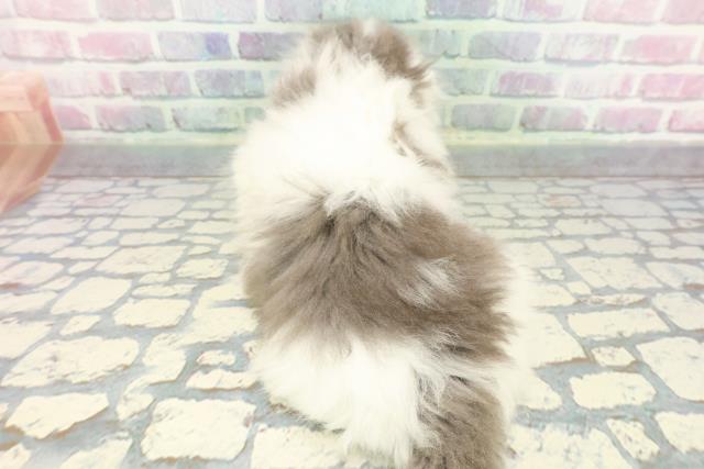 東京都のスコティッシュフォールド (Coo&RIKU下北沢店/2025年12月7日生まれ/男の子/ブルーホワイト)の子猫の4枚目の画像