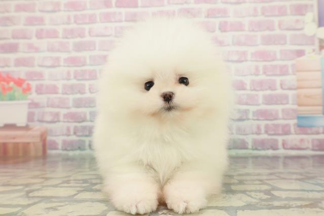 東京都のポメラニアン (Coo&RIKU浅草店/2025年12月8日生まれ/男の子/ホワイト)の子犬の1枚目の画像