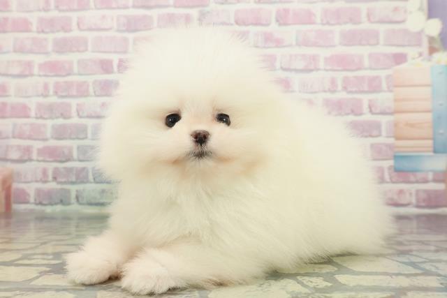 東京都のポメラニアン (Coo&RIKU浅草店/2025年12月8日生まれ/男の子/ホワイト)の子犬の2枚目の画像