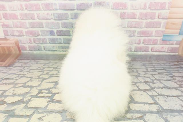 東京都のポメラニアン (Coo&RIKU浅草店/2025年12月8日生まれ/男の子/ホワイト)の子犬の4枚目の画像