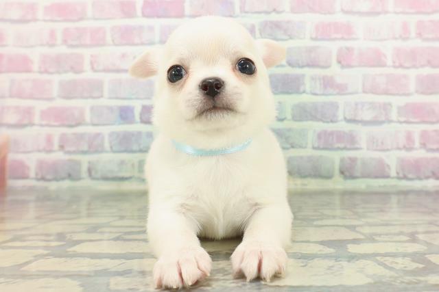 東京都のチワワ(スムース) (Coo&RIKU池袋西口店/2025年12月8日生まれ/男の子/クリーム)の子犬の1枚目の画像