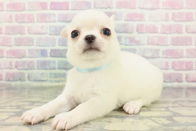 東京都のチワワ(スムース) (Coo&RIKU池袋西口店/2025年12月8日生まれ/男の子/クリーム)の子犬の2枚目の画像