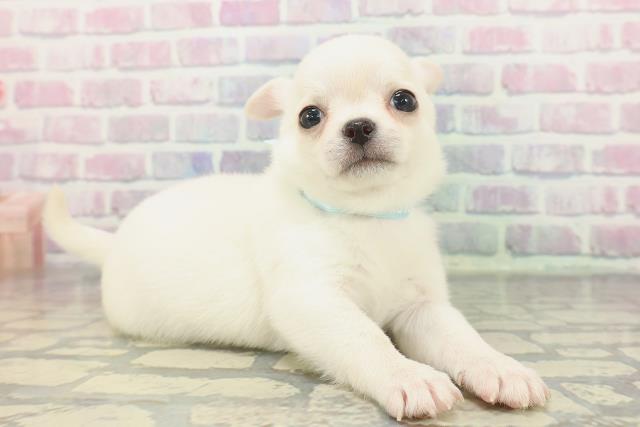 東京都のチワワ(スムース) (Coo&RIKU池袋西口店/2025年12月8日生まれ/男の子/クリーム)の子犬の3枚目の画像