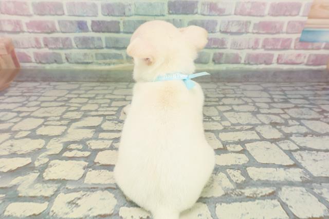 東京都のチワワ(スムース) (Coo&RIKU池袋西口店/2025年12月8日生まれ/男の子/クリーム)の子犬の4枚目の画像