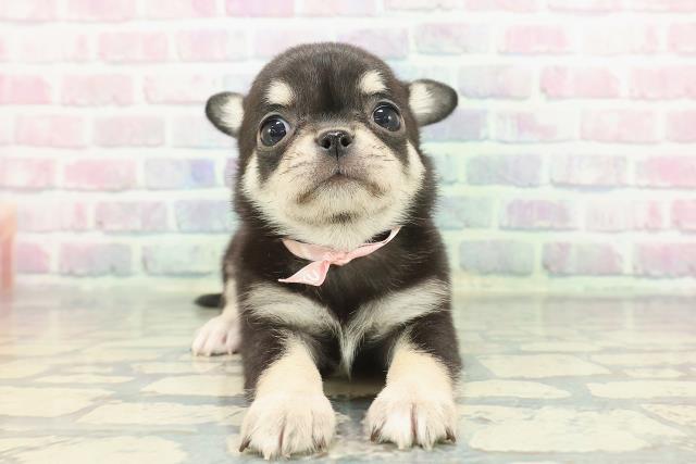 東京都のチワワ(スムース) (Coo&RIKU浅草店/2025年12月8日生まれ/女の子/ブラックタンホワイト)の子犬の1枚目の画像