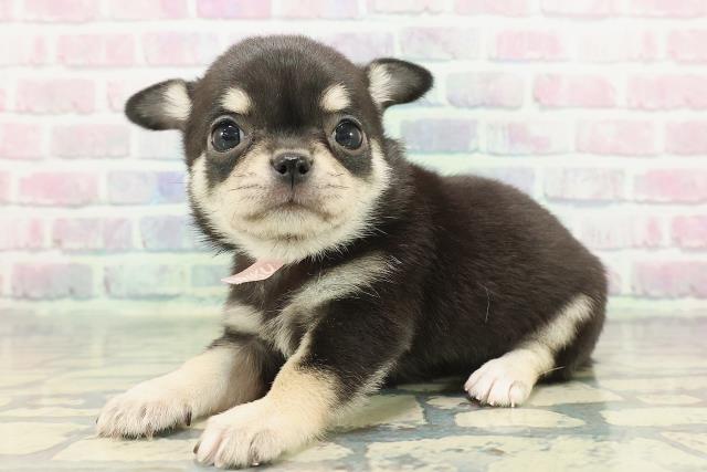 東京都のチワワ(スムース) (Coo&RIKU浅草店/2025年12月8日生まれ/女の子/ブラックタンホワイト)の子犬の2枚目の画像