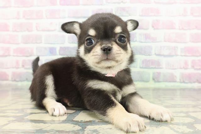 東京都のチワワ(スムース) (Coo&RIKU浅草店/2025年12月8日生まれ/女の子/ブラックタンホワイト)の子犬の3枚目の画像