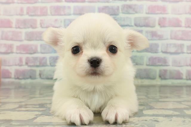 チワワ（ロングコート）