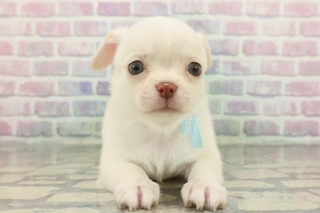 北海道のチワワ(スムース) (Coo&RIKU函館店/2025年12月8日生まれ/男の子/クリーム)の子犬の1枚目の画像