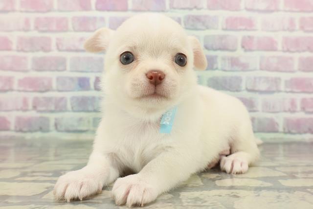 北海道のチワワ(スムース) (Coo&RIKU函館店/2025年12月8日生まれ/男の子/クリーム)の子犬の2枚目の画像