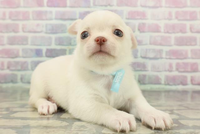 北海道のチワワ(スムース) (Coo&RIKU函館店/2025年12月8日生まれ/男の子/クリーム)の子犬の3枚目の画像