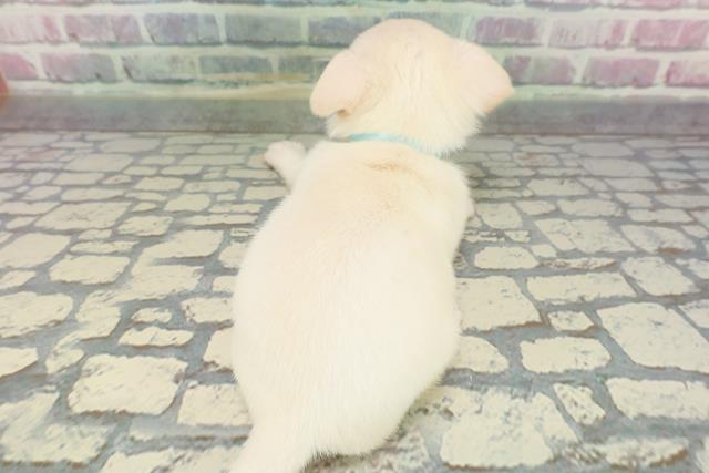 北海道のチワワ(スムース) (Coo&RIKU函館店/2025年12月8日生まれ/男の子/クリーム)の子犬の4枚目の画像