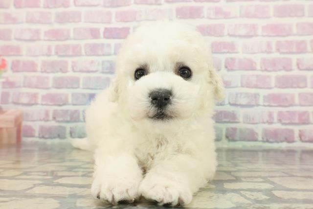 東京都のビションフリーゼ (Coo&RIKU中野サンモール店/2025年12月7日生まれ/男の子/ホワイト)の子犬