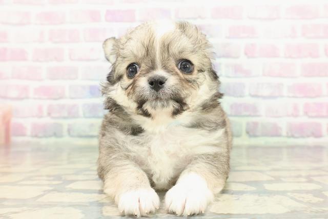 沖縄県のチワワ(ロング) (Coo&RIKU石垣店/2025年12月9日生まれ/男の子/フォーンホワイト)の子犬の1枚目の画像