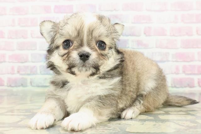 沖縄県のチワワ(ロング) (Coo&RIKU石垣店/2025年12月9日生まれ/男の子/フォーンホワイト)の子犬の2枚目の画像