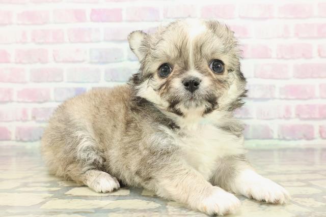 沖縄県のチワワ(ロング) (Coo&RIKU石垣店/2025年12月9日生まれ/男の子/フォーンホワイト)の子犬の3枚目の画像