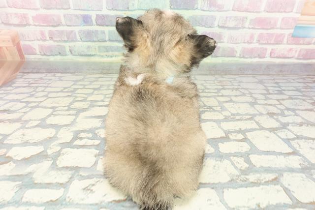 沖縄県のチワワ(ロング) (Coo&RIKU石垣店/2025年12月9日生まれ/男の子/フォーンホワイト)の子犬の4枚目の画像