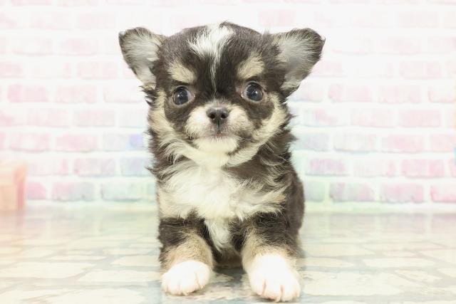 チワワ（ロングコート）