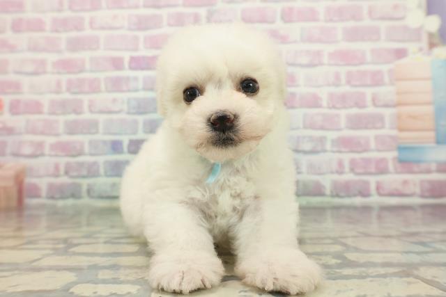 東京都のビションフリーゼ (Coo&RIKU池袋西口店/2025年12月8日生まれ/男の子/ホワイト)の子犬