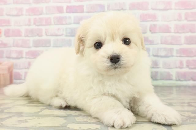 神奈川県のポメプー(ポメラニアン×プードル) (Coo&RIKU横浜青葉店/2025年12月7日生まれ/女の子/ホワイトクリーム)の子犬の3枚目の画像